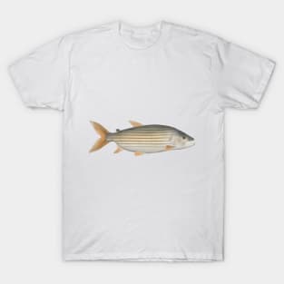 Tiger Fish T-Shirt